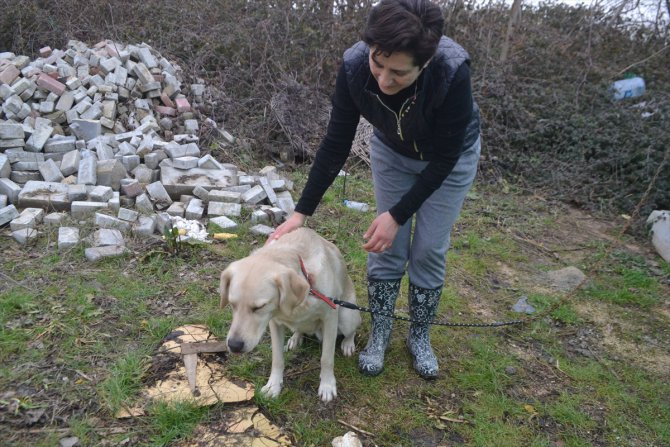 Sahibi öldürülen köpeğe KEHAYKO sahip çıktı