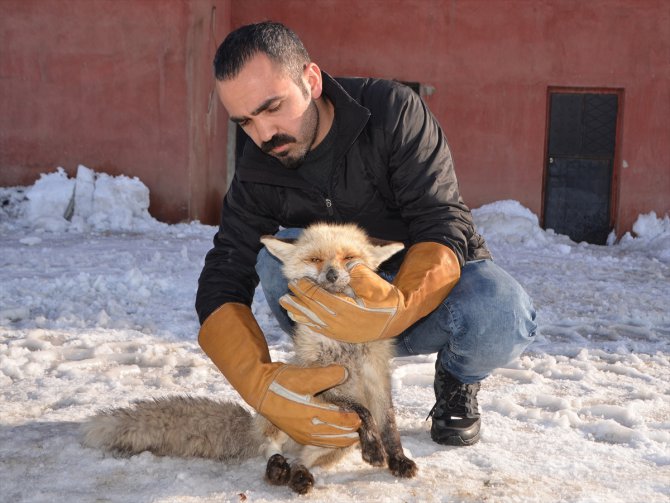 Yaralı tilki yavrusu tedaviye alındı