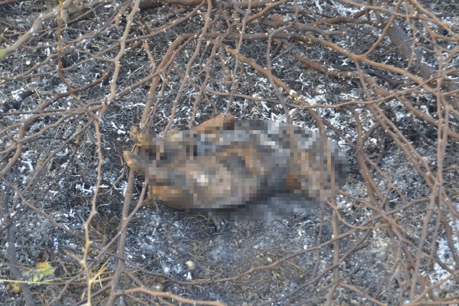 Adana'da köpek yavrusunun yakılarak öldürüldüğü iddiası