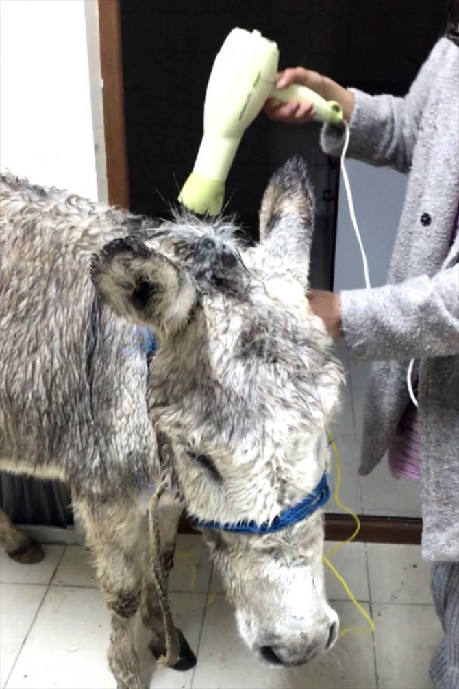 Dağa terk edilen yaşlı eşeğe sahip çıktı