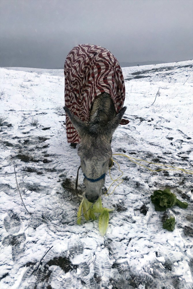 Dağa terk edilen yaşlı eşeğe sahip çıktı