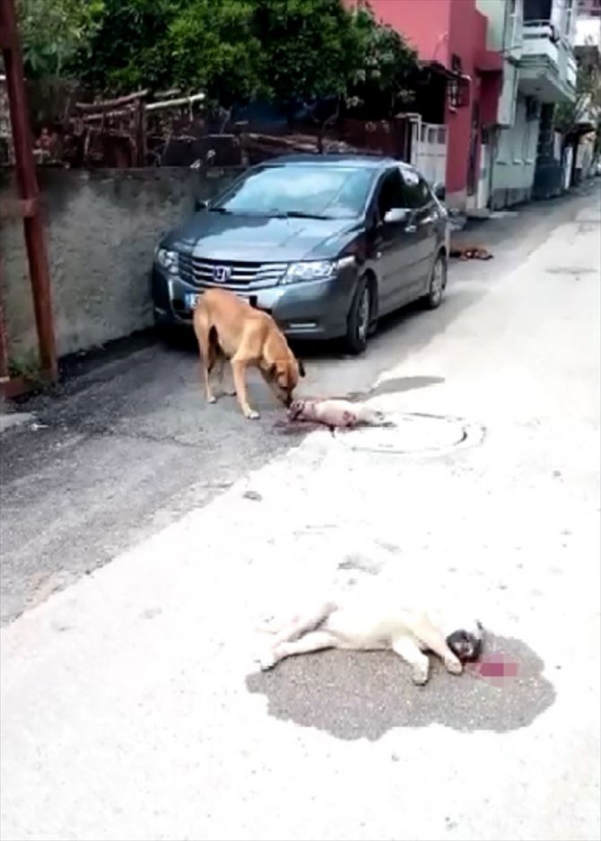 Köpek yavrularını ezdiği ileri sürülen öğretmene soruşturma