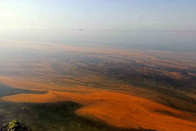 Planktonların çoğalmasıyla deniz kıyısı renklendi