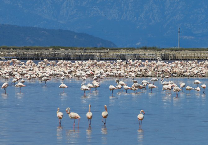 İzmir Kuş Cenneti'nde 20 bin flamingo kuluçkaya yattı