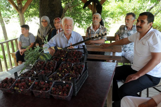 Verimli böğürtlen hasadına kutlama