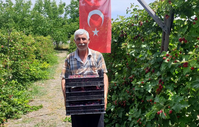 Verimli böğürtlen hasadına kutlama