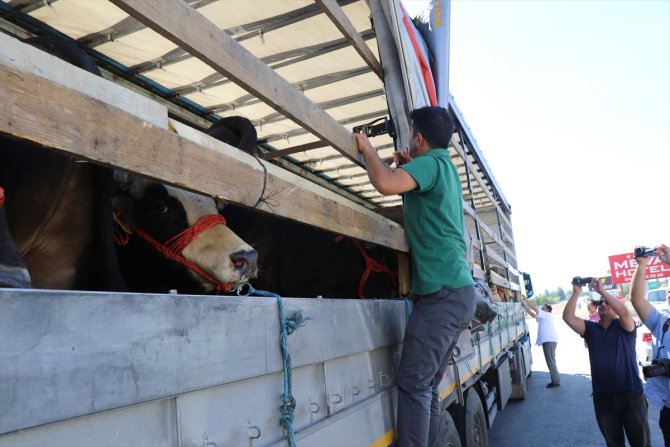 Batıdaki illere gönderilen kurbanlıklara sıkı denetim