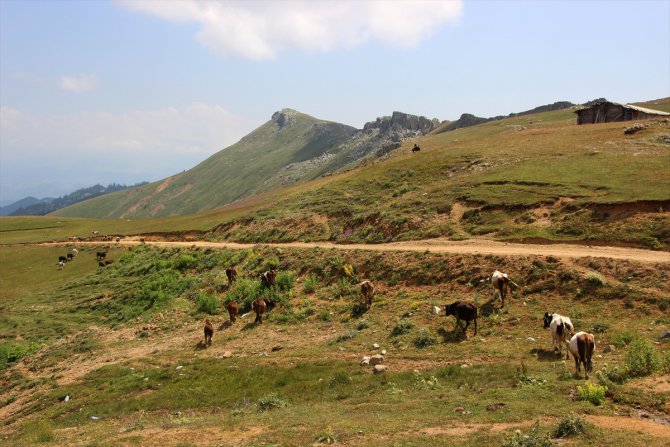 Macahel'in yaylalarına eşsiz yolculuk