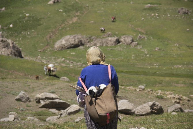 Göçerlerin doğayla iç içe zorlu yayla yaşamı