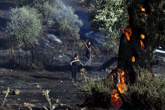 Aydın'da zeytinlik alanda yangın