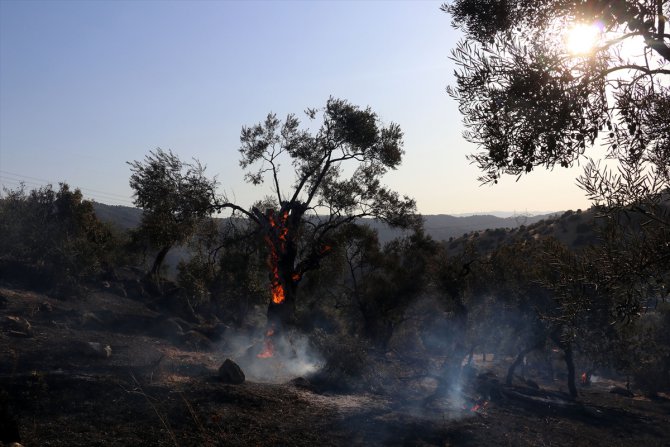 Aydın'da zeytinlik alanda yangın