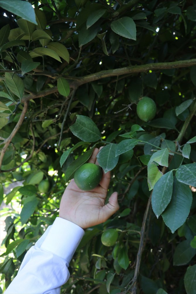 Limonda erken hasat uyarısı