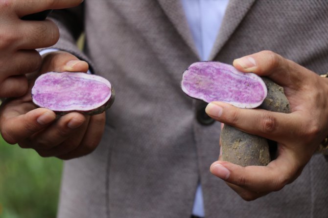 Bolu'da "mor patates" hasadı