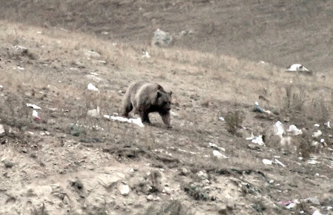 "Göçmen boz ayılar" kış uykusu için yuvalarına döndü