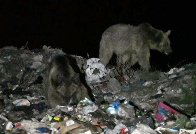 "Göçmen boz ayılar" kış uykusu için yuvalarına döndü