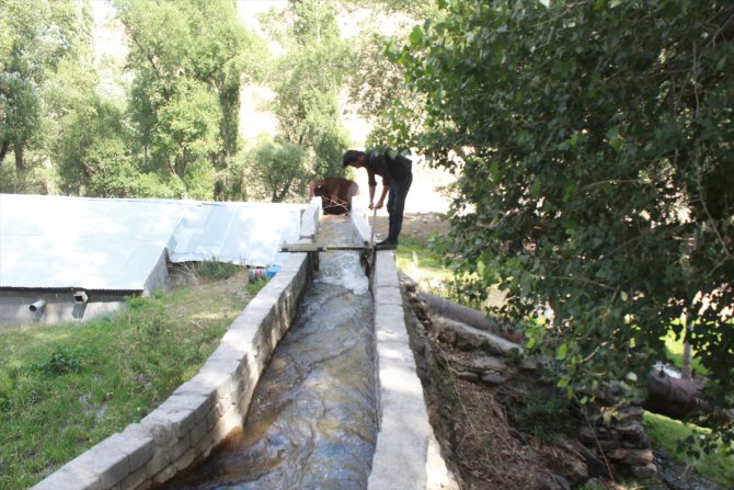 Dede yadigarı değirmeninin çarkını torunu döndürüyor