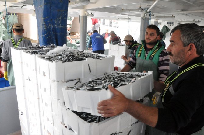 Batı Karadeniz'de hamsi bolluğu yüzleri güldürdü