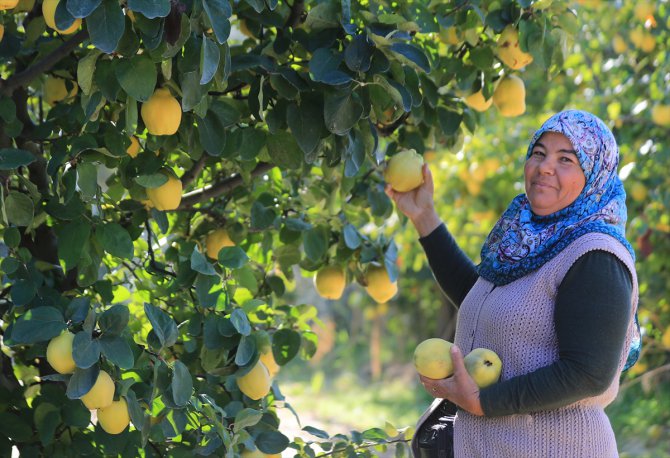 Ayva fiyatındaki artış üreticileri sevindirdi