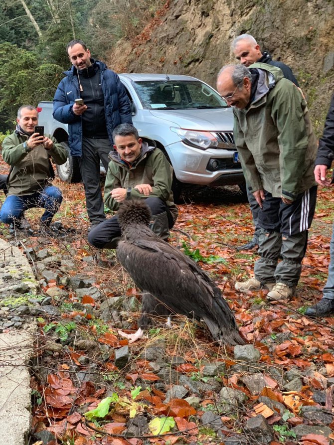 Bakan Pakdemirli, tedavi edilen kara akbabayı doğaya saldı