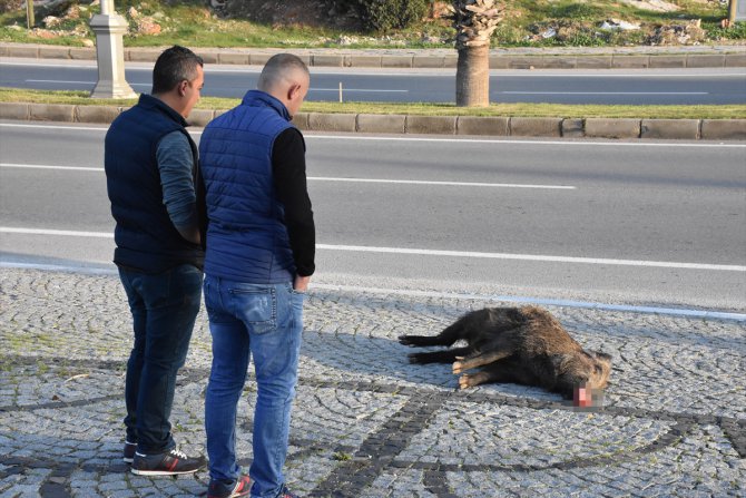 Muğla'da otomobilin yaban domuzuna çarptığı anlar güvenlik kamerasında