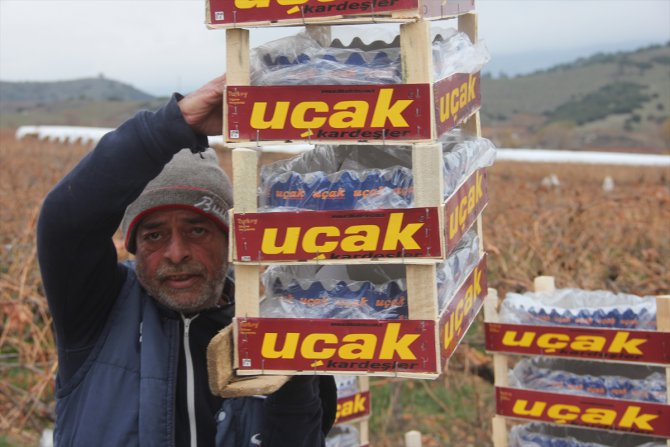 Manisa'da yılın son üzümleri "kanaviçe"nin altından çıkarıldı