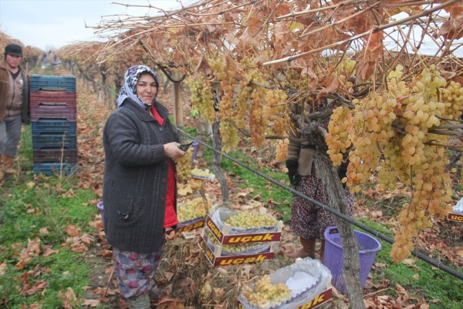 Manisa'da yılın son üzümleri "kanaviçe"nin altından çıkarıldı