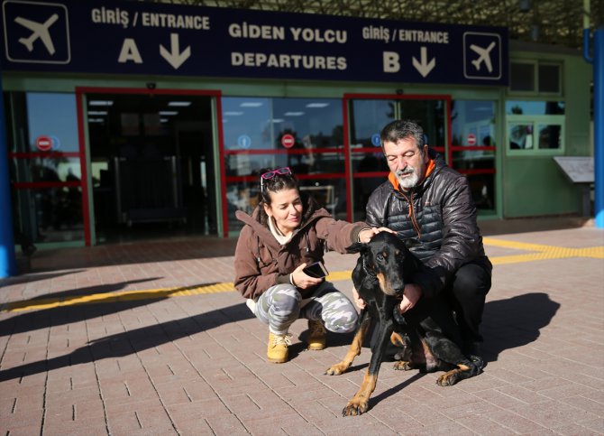 Bakan Pakdemirli'nin sahip çıktığı köpek "Bobo" tedavisi için İstanbul'a gönderildi