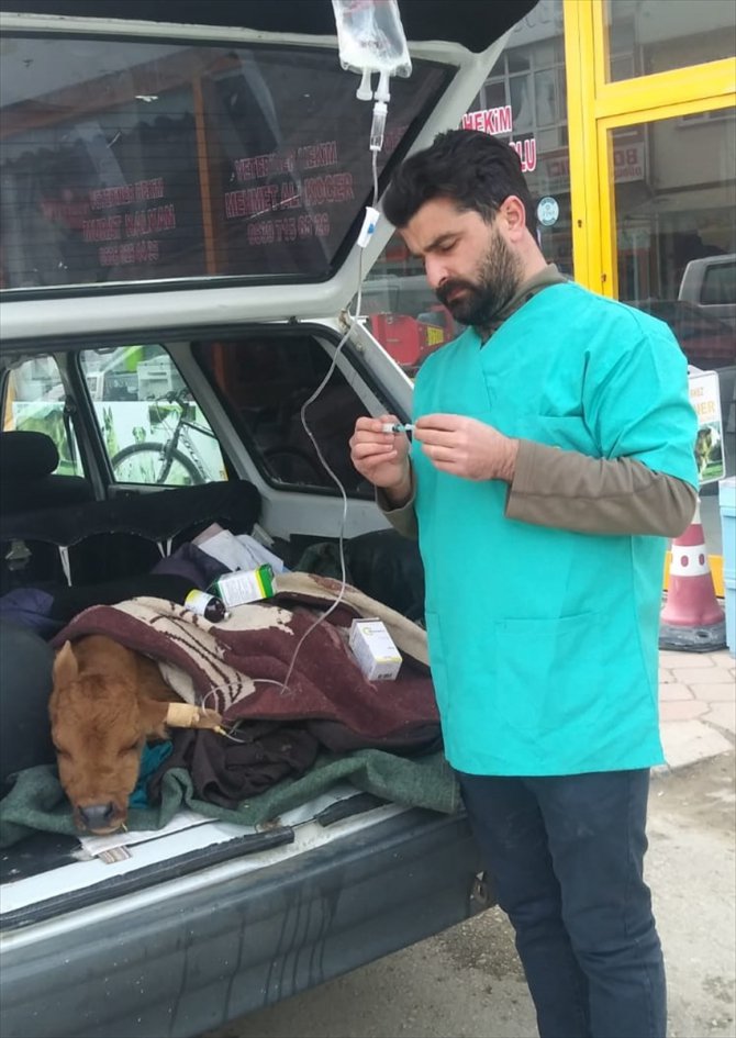 Hasta buzağıya veterinere götürüldüğü otomobilin bagajında serum takıldı