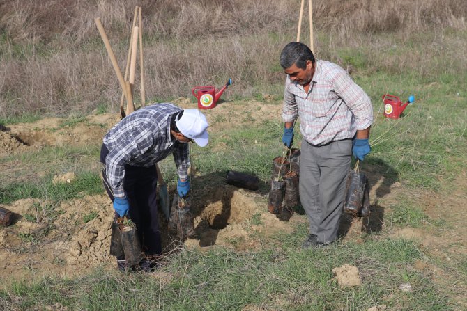 Sabun ağacı fidanları Çukurova'da toprakla buluştu