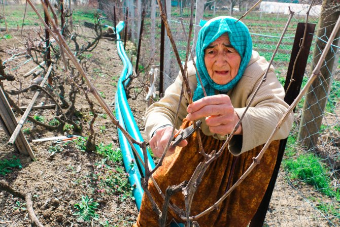 Karabük'te çiftçilik yapan 74 yaşındaki Ayşe Ünal azmiyle örnek oluyor