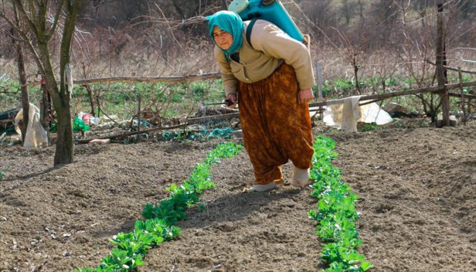 Karabük'te çiftçilik yapan 74 yaşındaki Ayşe Ünal azmiyle örnek oluyor