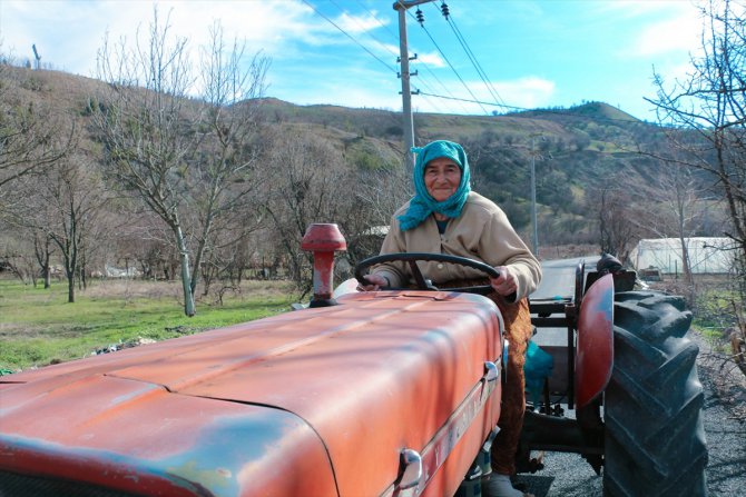 Karabük'te çiftçilik yapan 74 yaşındaki Ayşe Ünal azmiyle örnek oluyor