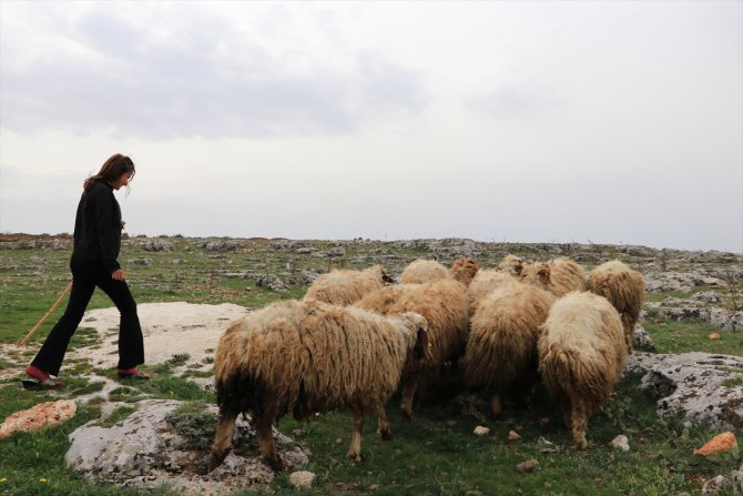 Liseli kızın üniversite hayali, ailesine hibe edilen hayvanlarla "yeşerdi"