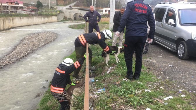 Trabzon'da dere kenarında mahsur kalan köpek itfaiye ekiplerince kurtarıldı