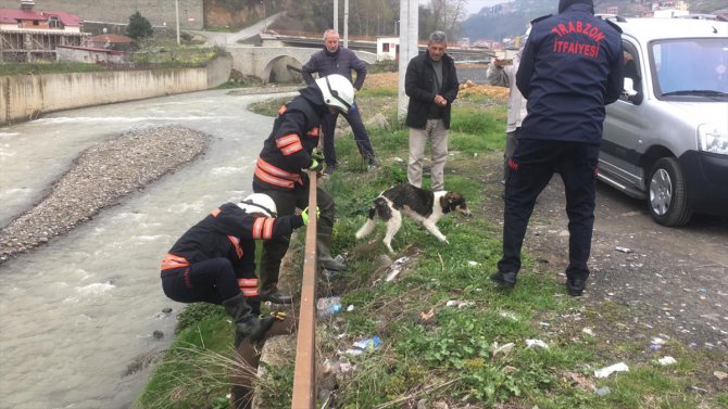 Trabzon'da dere kenarında mahsur kalan köpek itfaiye ekiplerince kurtarıldı