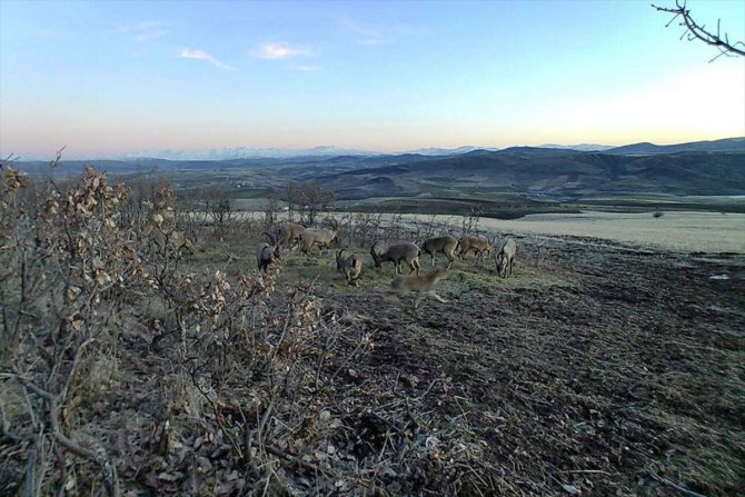 Elazığ'da dağ keçisi sürüsü fotokapanla görüntülendi
