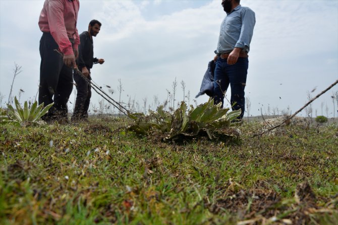 Şanlıurfa'da çekirge istilası