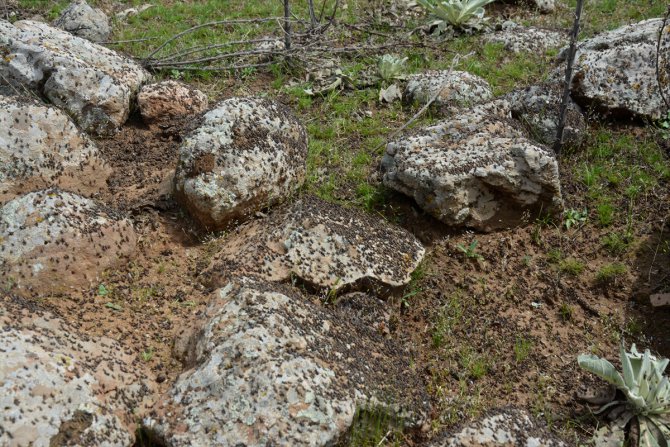 Şanlıurfa'da çekirge istilası