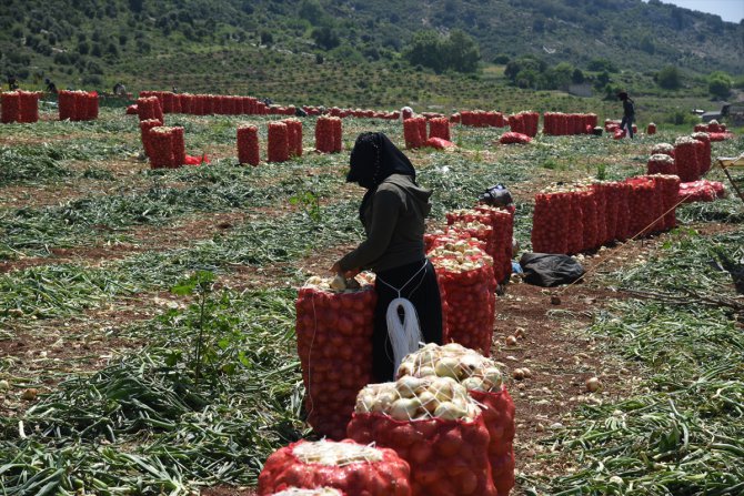 Çukurova'da tarımsal üretim hız kesmiyor