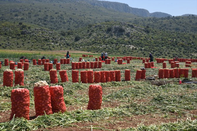 Çukurova'da tarımsal üretim hız kesmiyor