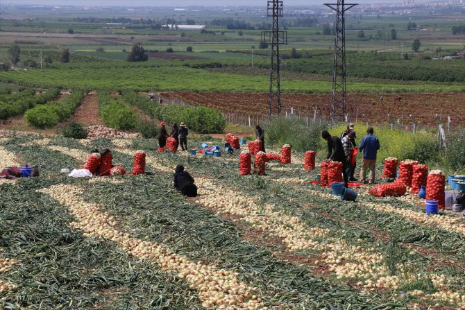 Çukurova'da tarımsal üretim hız kesmiyor