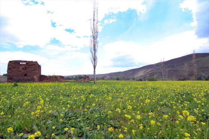 Iğdır'ın ovaları sarı çiçeklerle renklendi