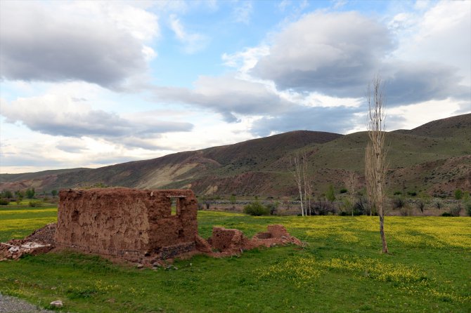 Iğdır'ın ovaları sarı çiçeklerle renklendi