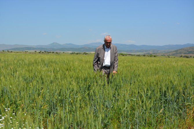 Hububat alım fiyatı Gaziantep çiftçisinin yüzünü güldürdü