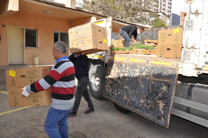 Gümüşhane'de çiftçilere 283 bin sebze fidesi dağıtıldı