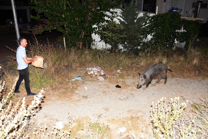 Bodrum'da bir hayvansever şehre inen yaban domuzunu ekmekle besledi