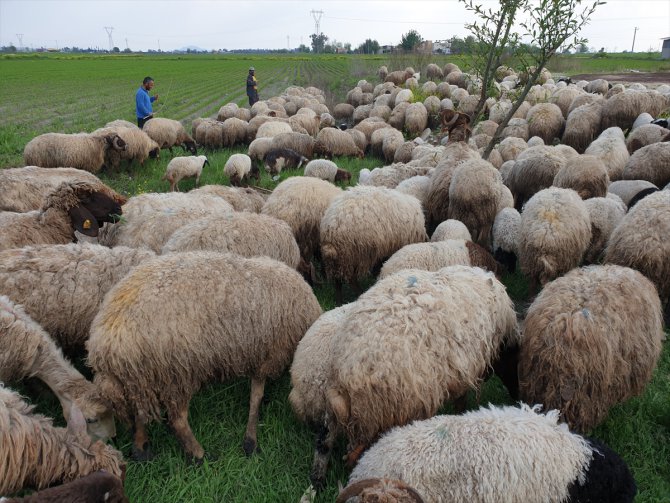 Toroslarda artan sıcaklarla koyun kırkma mesaisi başladı