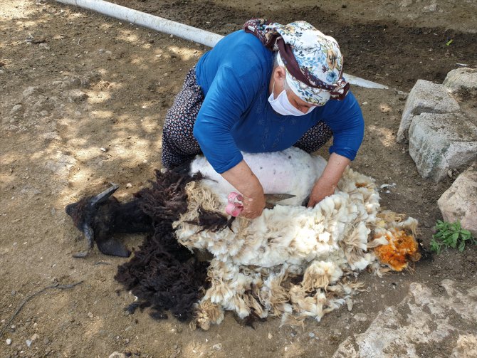 Toroslarda artan sıcaklarla koyun kırkma mesaisi başladı