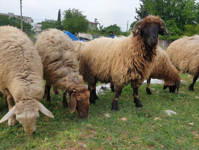 Toroslarda artan sıcaklarla koyun kırkma mesaisi başladı