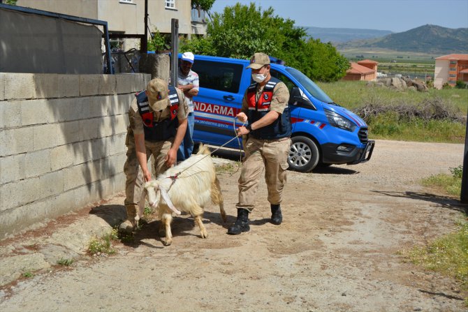 Gaziantep'te çalınan keçi bir hafta sonra jandarma tarafından bulundu
